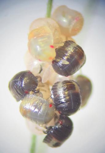 Réf. 283 186 : Aelia acuminata